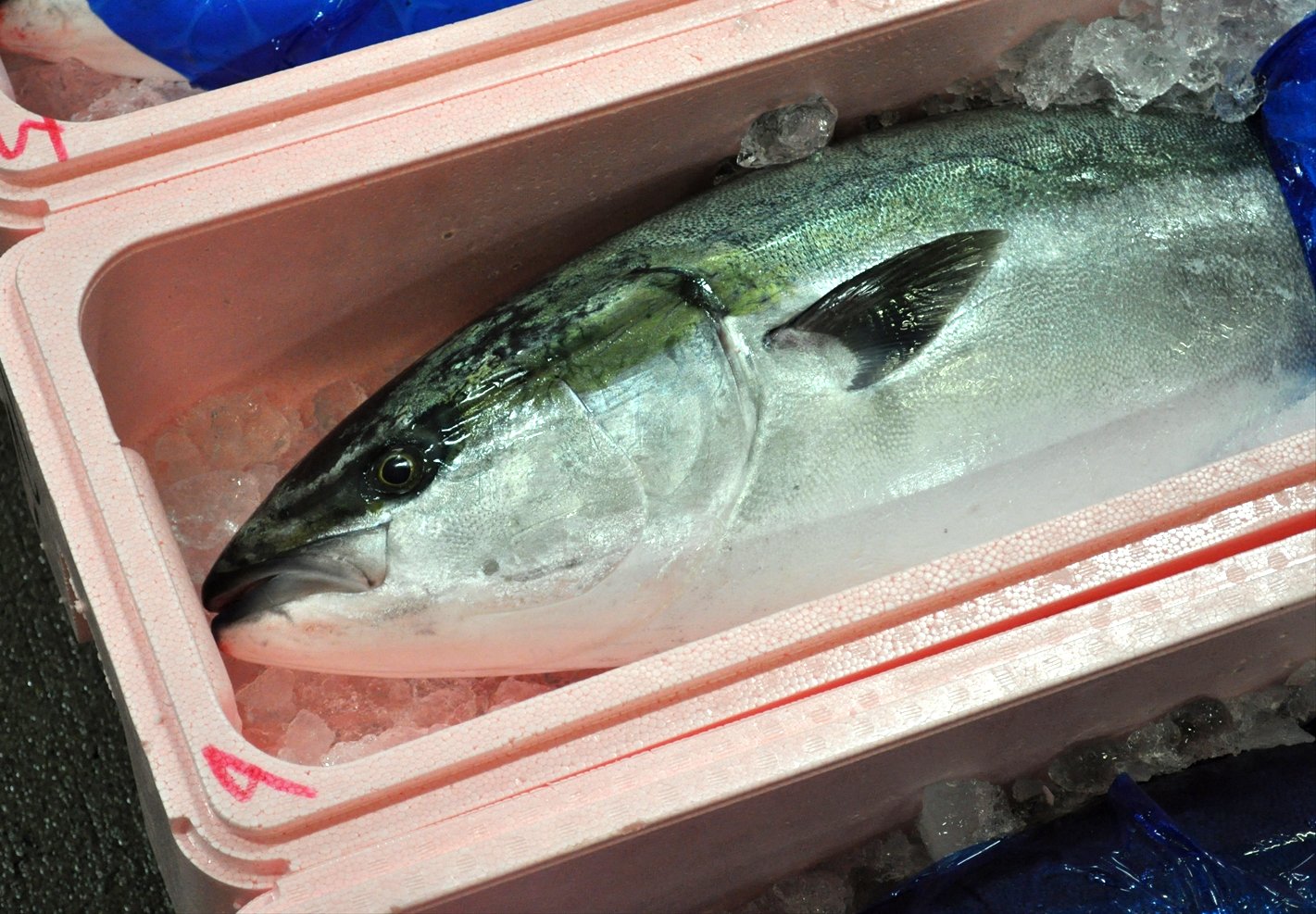 冬のお魚 新潟冷蔵株式会社 冬のお魚 新潟冷蔵株式会社