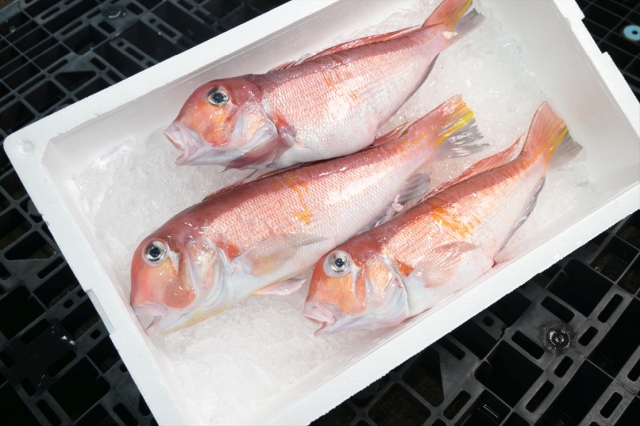 甘鯛（あまだい）【２０２５年８月２６日放送】