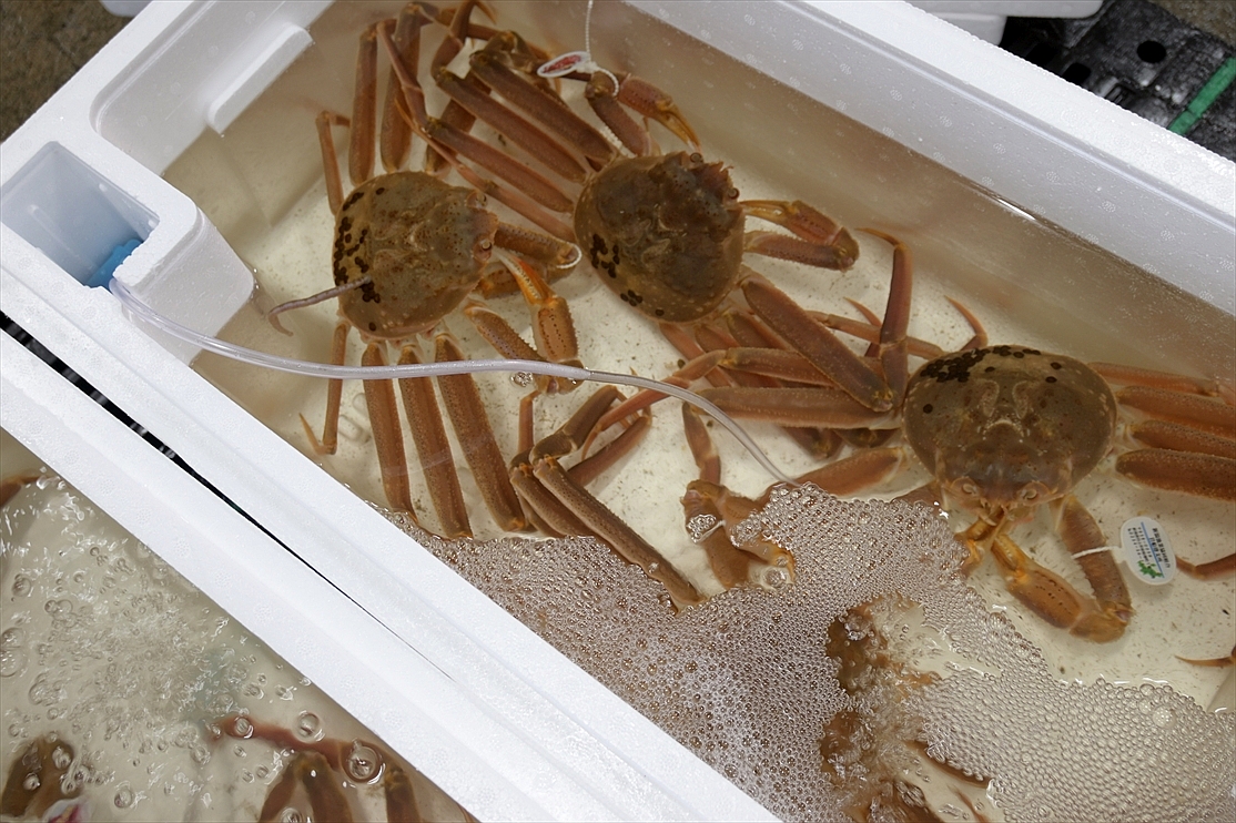 楚蟹（ずわいがに）【２０２５年１１月４日放送】