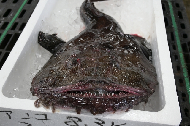 鮟鱇（あんこう）【２０２６年１月１６日放送】